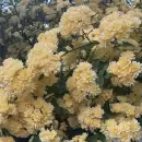 Qu� planta llena tu jard�n de flores casi todo el a�o