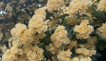 Qu� planta llena tu jard�n de flores casi todo el a�o