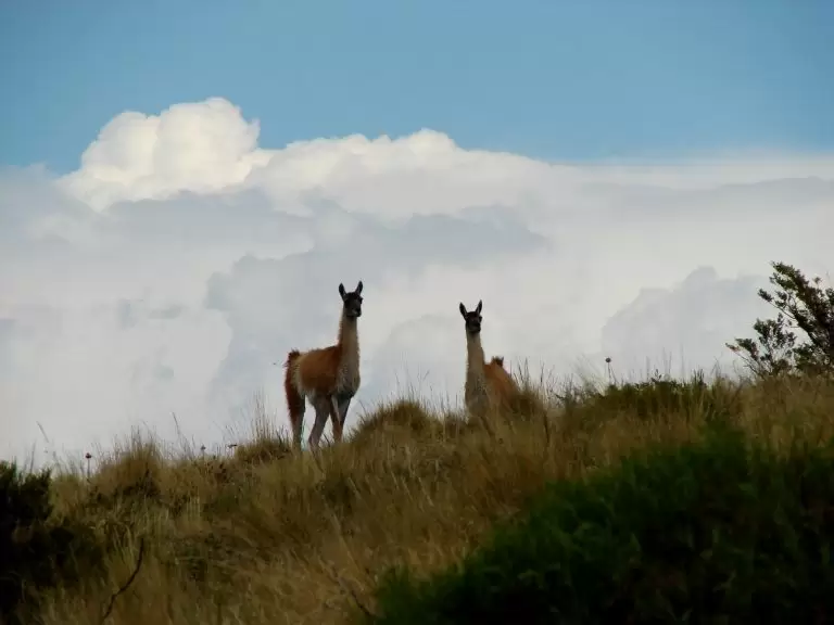 Guanacos