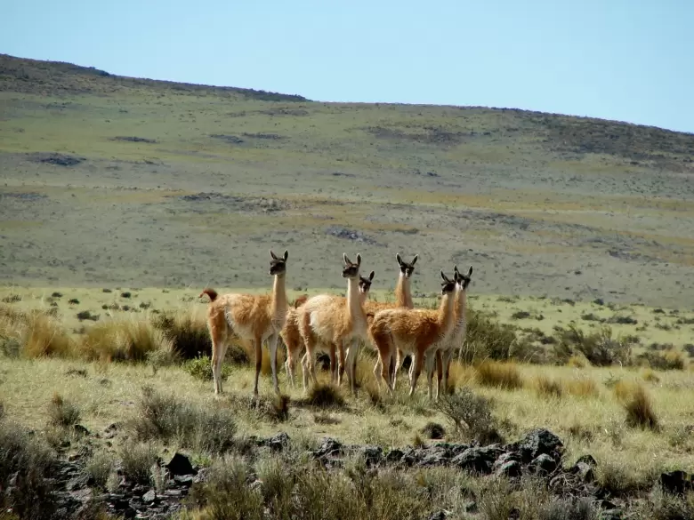 Guanacos