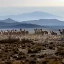 (Video) Día del Guanaco: Mendoza celebra la mayor migración del planeta, con imágenes inéditas