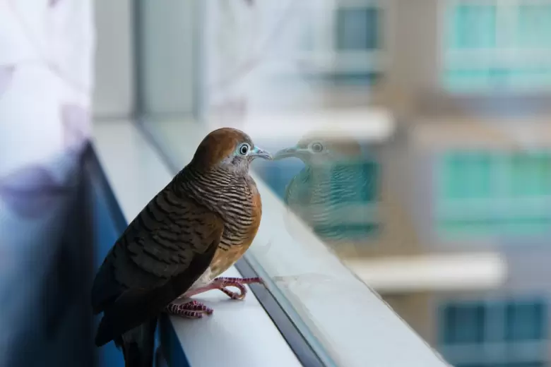 pájaro en la ventana