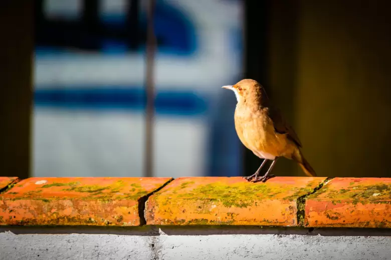 pájaro en la ventana