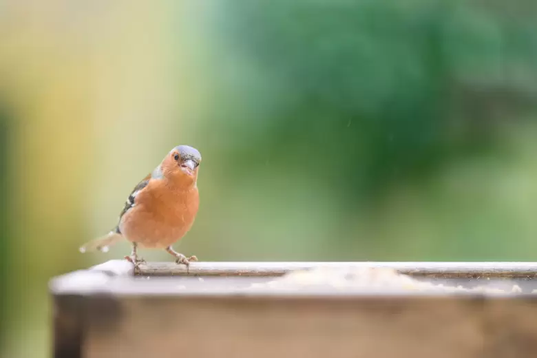 pájaro en la ventana