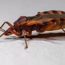 Mendoza lanz� una app para reforzar la prevenci�n del Chagas