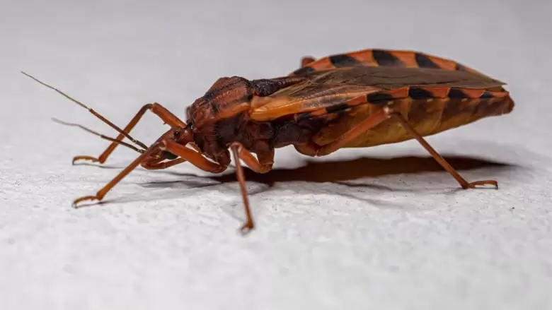 Mal de chagas