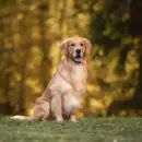 Golden retriever: por qué son considerados los perros más felices del mundo