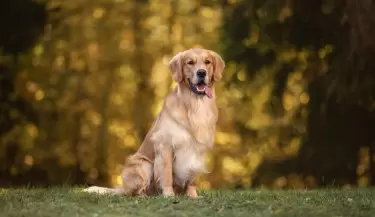 golden