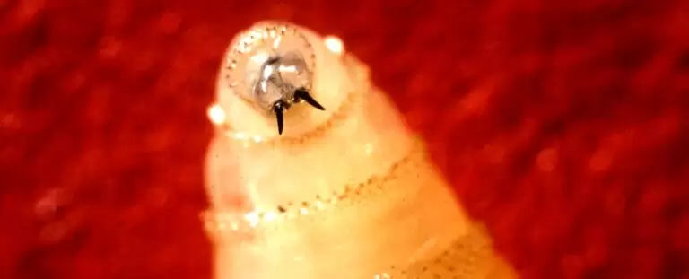 Gusano Barrenador