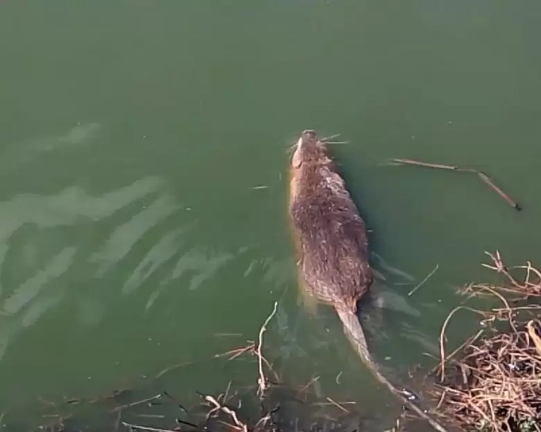Fauna rescatada