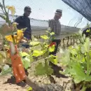 Atención productores: comienza el operativo 2025 contra la lobesia botrana
