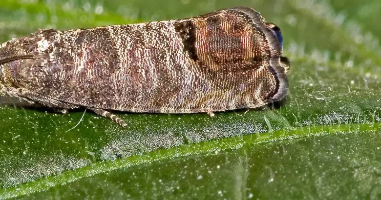 Polilla de la vid