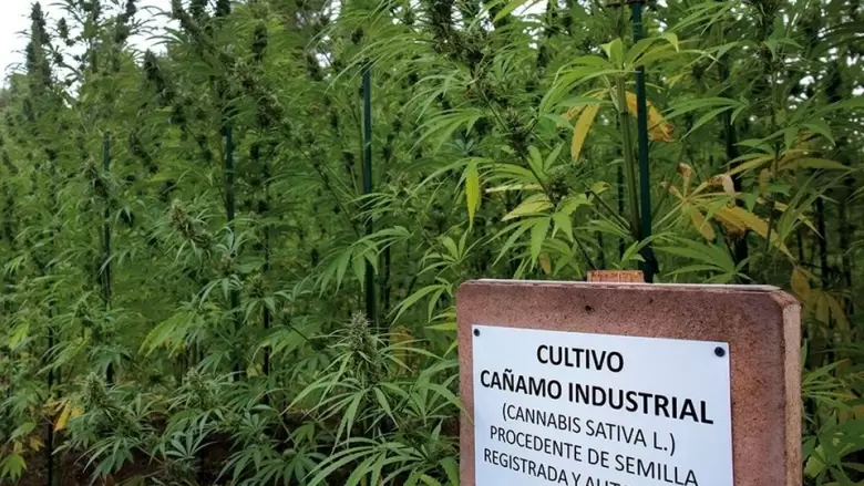 Ca�amo