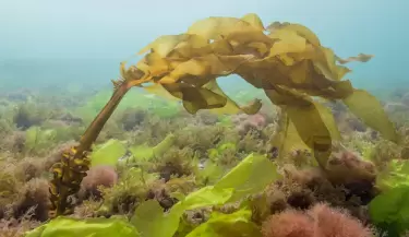 Alga undaria