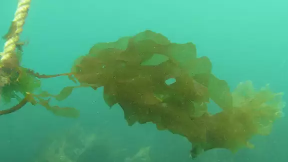 Alga undaria