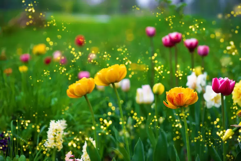 primavera