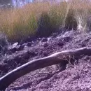 (Video) El sorprendente felino que hallaron en el Valle de Uco y llamó la atención de los especialistas