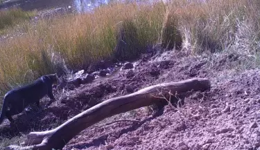 yaguarund�