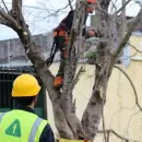 Luján hará un corte total en calle Darragueira por mantenimiento programado de árboles