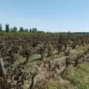 Viñateros advierten sobre la peor crisis en décadas y reclaman medidas urgentes