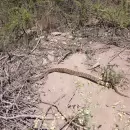 (Video) De la rehabilitación a la libertad: la yarará mendocina que volvió a su hábitat natural