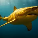 Descubrieron en Costa Rica el primer “tiburón dorado” en el mundo