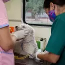 Cómo es SIMBA, la nueva app de Las Heras para turnos de castración y atención veterinaria