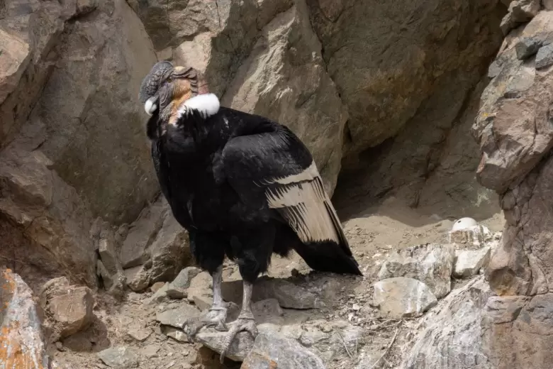 Condor