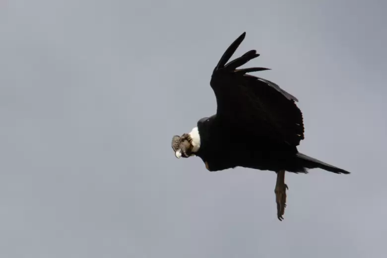 Condor