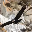 Hallaron un nido de cóndor andino en Tupungato y confirman su reproducción en Mendoza