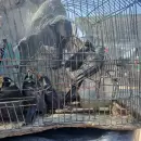 Tráfico de fauna: rescataron 18 ejemplares de aves silvestres que venían a Mendoza