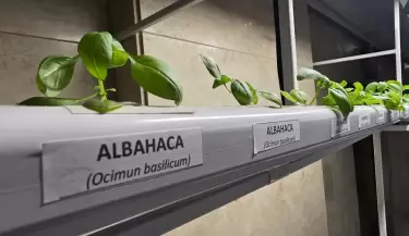 producci�n hidrop�nica