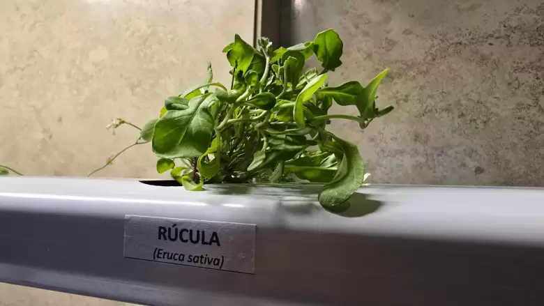 producción hidropónica