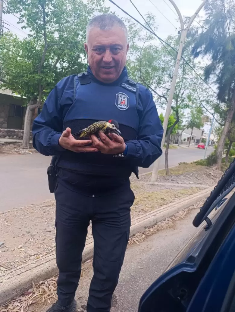 P�jaro carpintero