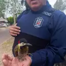 Un ave herida fue rescatada en Godoy Cruz gracias al sistema de monitoreo municipal