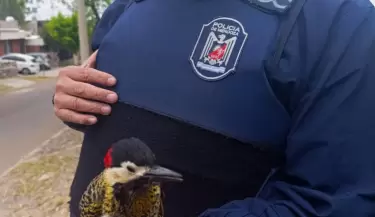 P�jaro carpintero