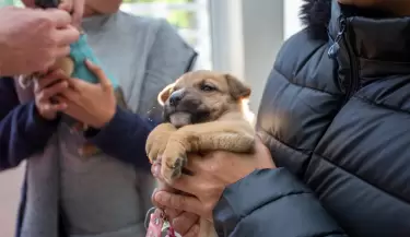 mascota