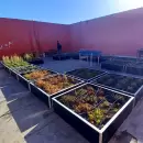Innovación sustentable: jóvenes mendocinos crearon la primera terraza vegetada de Capital
