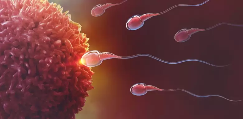 fertilidad