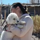Recomendaciones para proteger a perros y gatos de las altas temperaturas en diciembre