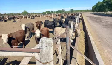 Ganader�a en Valle de Uco