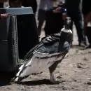 Reinsertaron a su hábitat natural a un cóndor andino que fue rescatado en Tunuyán