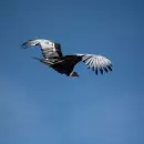 El Gobierno ampli� la protecci�n de la fauna y sum� nuevas especies como monumentos naturales