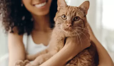 gato