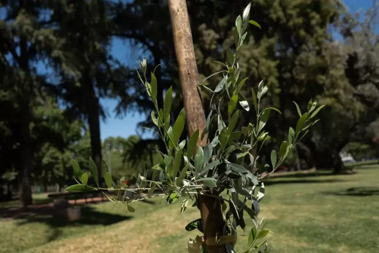 Paseo de los Olivos