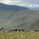 (Video) Mendoza, en la cima: más de 90 cóndores andinos juntos y un nuevo récord nacional
