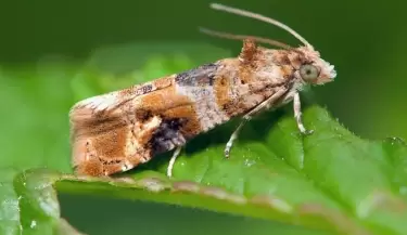polilla de la vid