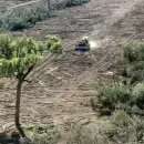 Por las olas de calor y la deforestaci�n, casi 30.000 especies podr�an desaparecer hacia 2100