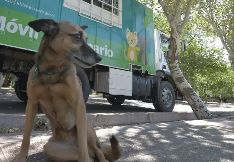 VETERINARIA