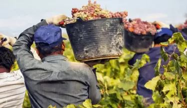 vinatero